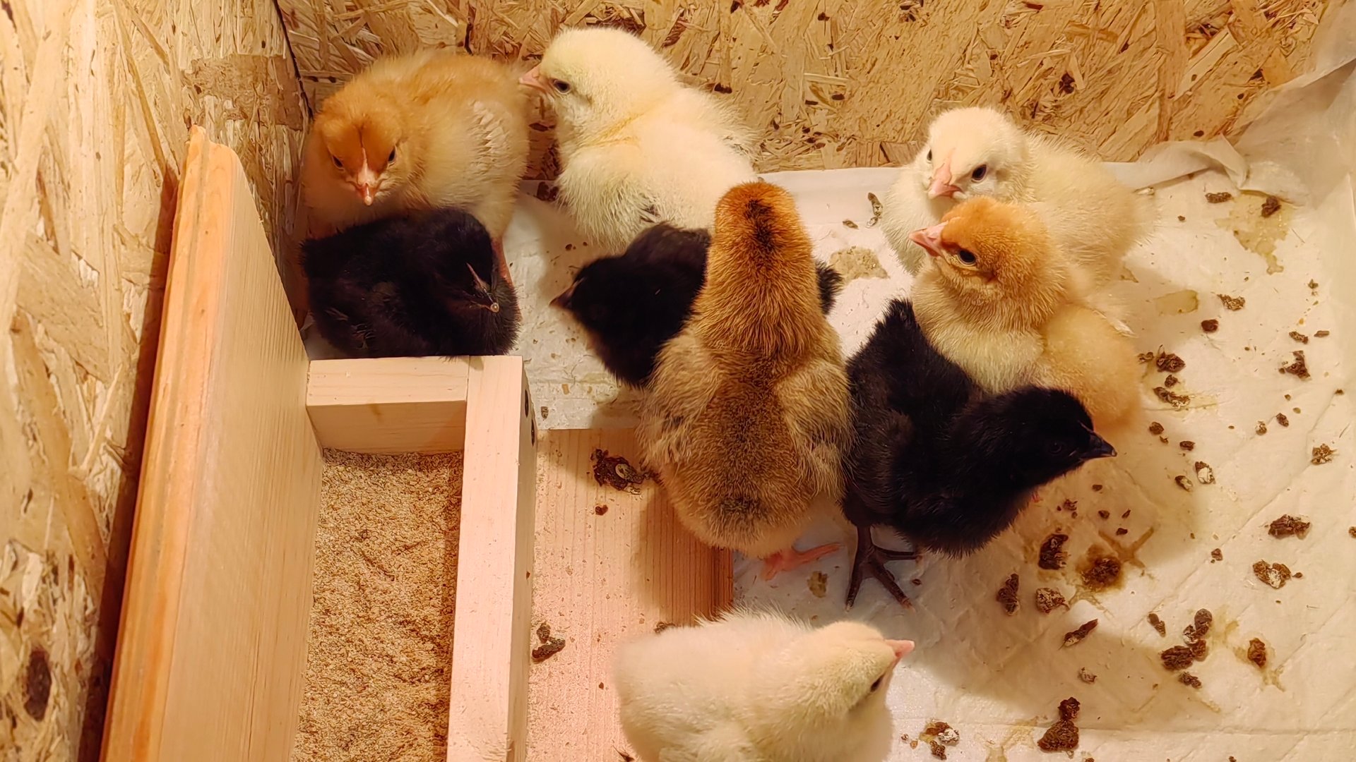 ВЫЛУПЛЯЮТСЯ ЦЫПЛЯТА,УБОРКА СНЕГА,ШАШЛЫК