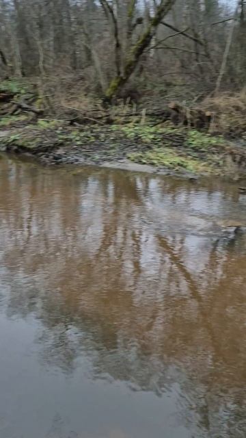 Наловил рыбы мормышингом на малой подмосковной речке . Хотел разведать новые точки но там рыбы нет