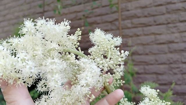 Астильбоидес - цветение в сравнении с астильбой. Гаш сад 2025 смотреть онлайн