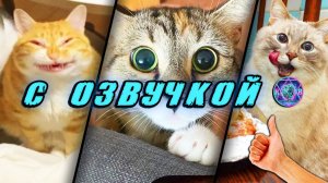 🔥 Смешные Коты! - С ОЗВУЧКОЙ! ПРИКОЛЫ С КОТАМИ! Самые смешные животные! Попробуй не засмеяться!