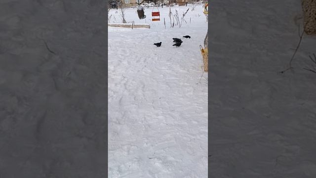 кормёжка птиц