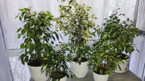 МАЛО КТО ЗНАЕТ что ФИКУС БЕНДЖАМИНА ЗИМОЙ выращивают ТАКИМ СПОСОБОМ