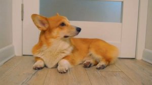 Всем Коржачий привет!