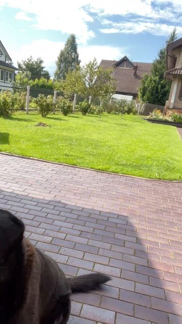 Baron is copy of my dog Jack #daldobro смотреть онлайн