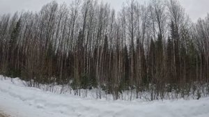 Охота с гончим на зайца