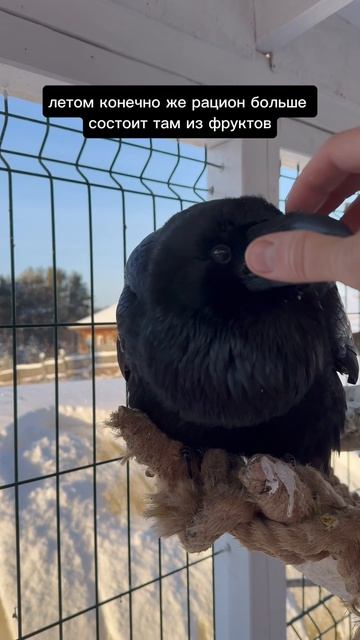 Сохранение тепла перьями смотреть онлайн