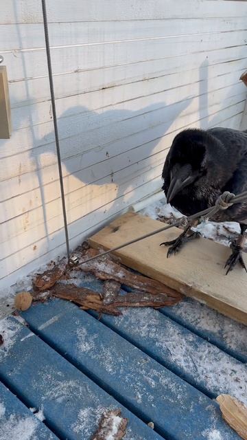 Орехокол в деле смотреть онлайн