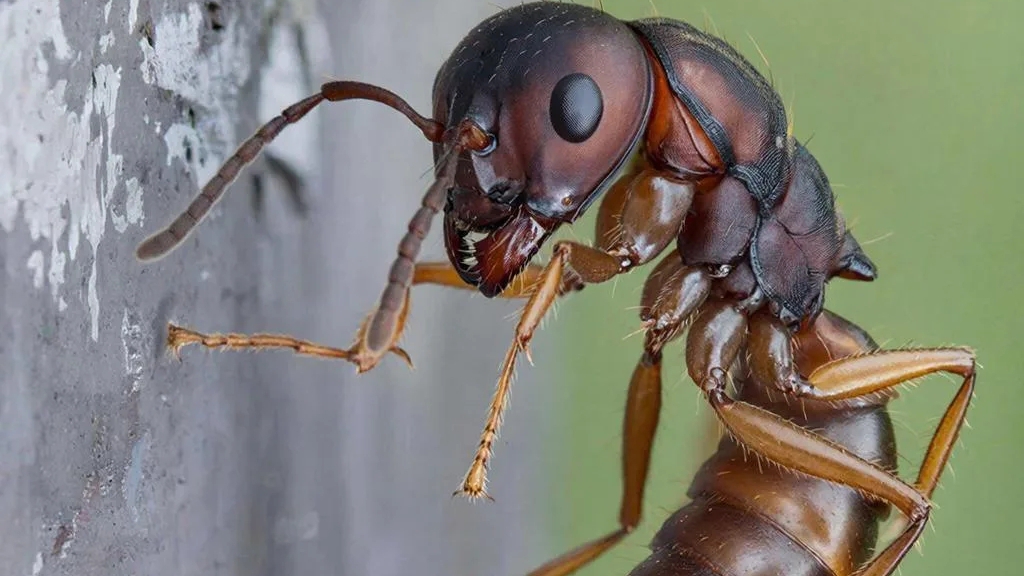 разница по размеру матки ladies niger а также муравьёв жнецов.