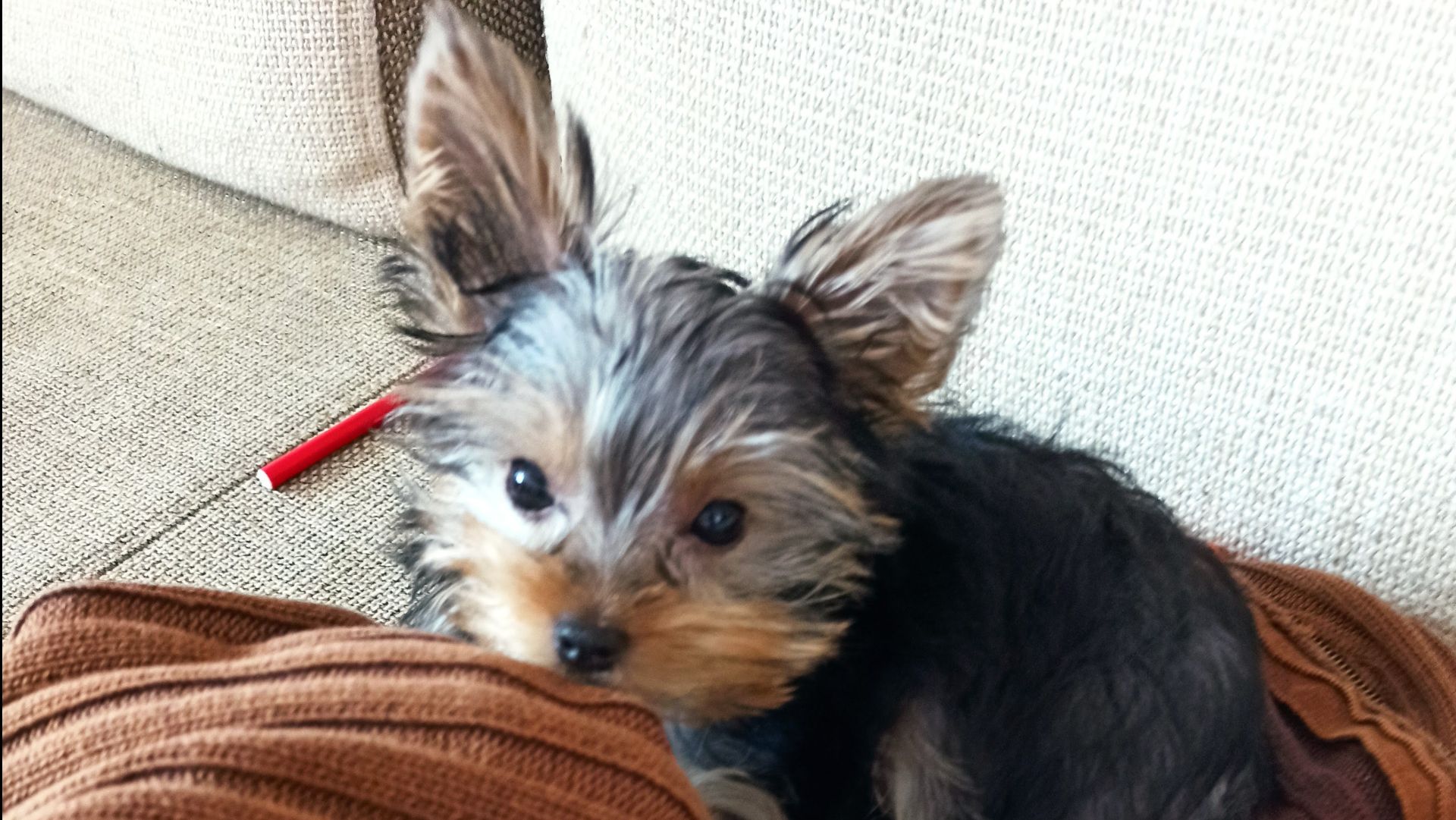 Малышка Кики #йоркширский терьер