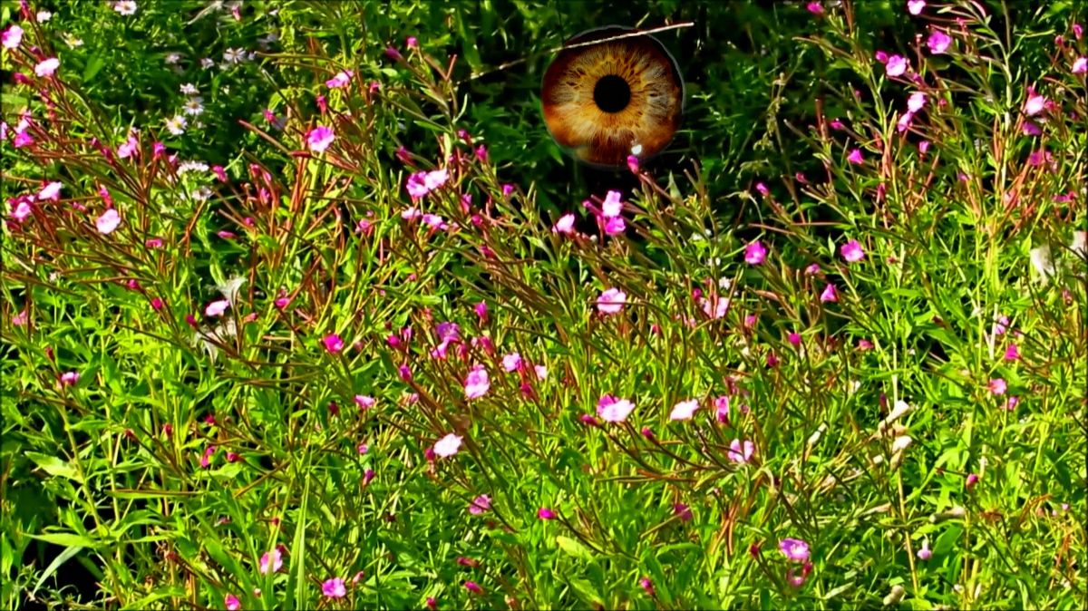 Много травы выросло в прошедшем сезоне... ( Лето 2025 года ) смотреть онлайн