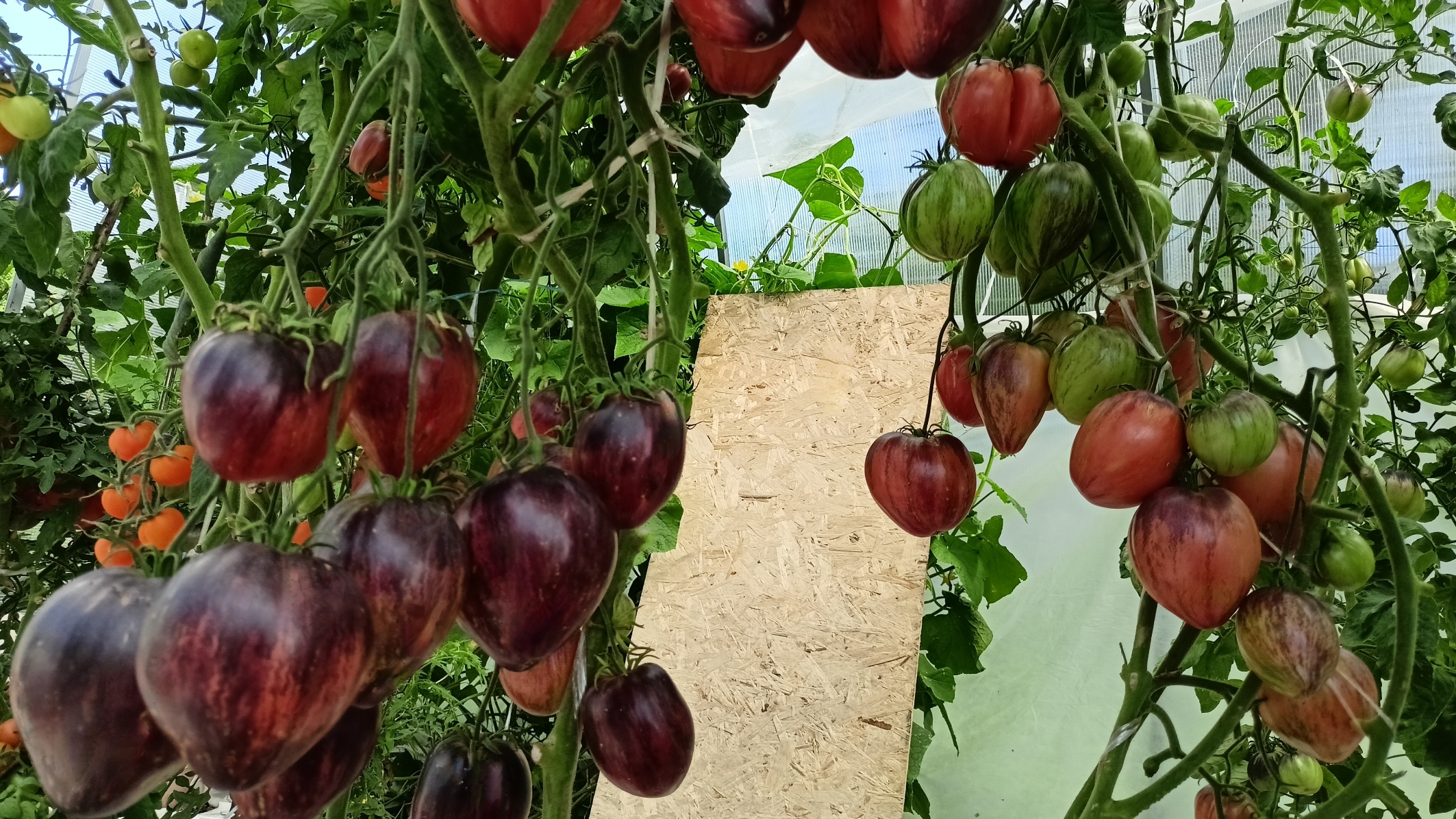 Эти томаты вызывают Восторг смотреть онлайн