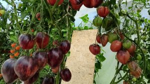 Эти томаты вызывают Восторг