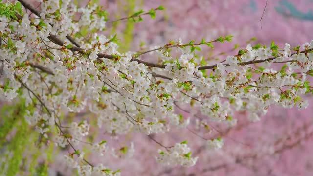 Спокойные звуки природы и пианино 🌿 Музыка для сна, учебы и умиротворения #5