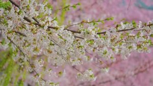 Спокойные звуки природы и пианино 🌿 Музыка для сна, учебы и умиротворения #5