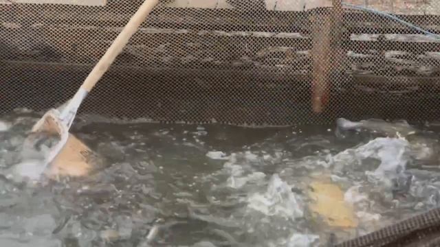 Запуск форели смотреть онлайн