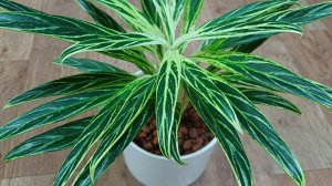 Комнатные растения🌹🌿🌹🌿🌹PRO  керамзит🪴