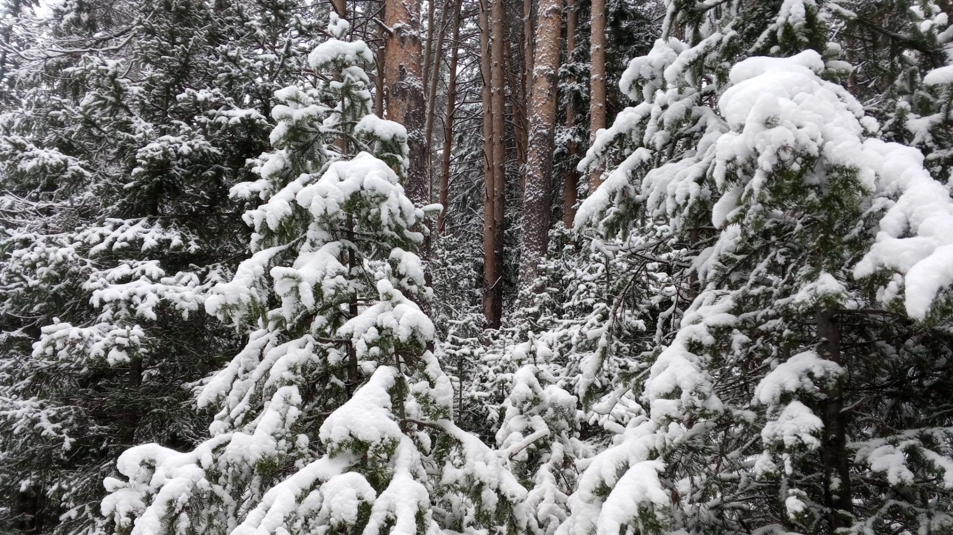 Вот и зима,приглашаю на прогулку в лес. Одевайтесь потеплее! смотреть онлайн