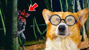 НОВЫЙ УЧИТЕЛЬ В ШКОЛЕ ДЛЯ ПЁСИКОВ! Корги Кекс Говорящая собака