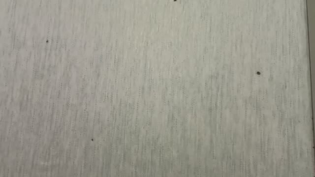 Тиурам: Почему тараканы ещё бегают в первый день? Важное наблюдение смотреть онлайн