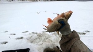 Зимняя рыбалка на Печоре \ Первая проверка палок  02.12.25