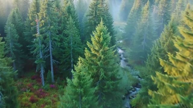 Футаж. Полет над лесом. смотреть онлайн