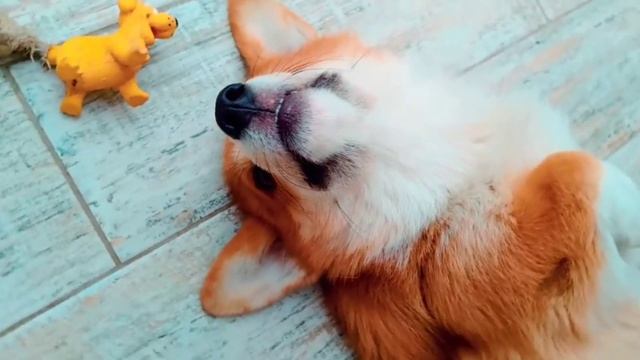 Все песни Корги Коржик (Говорящая собака)