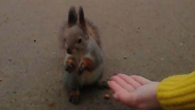 Белочка в Остафьево. Кушает орешки с рук