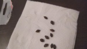 Семена МИРАБИЛИС "Белый Леденец " распаковка с Валдбериз