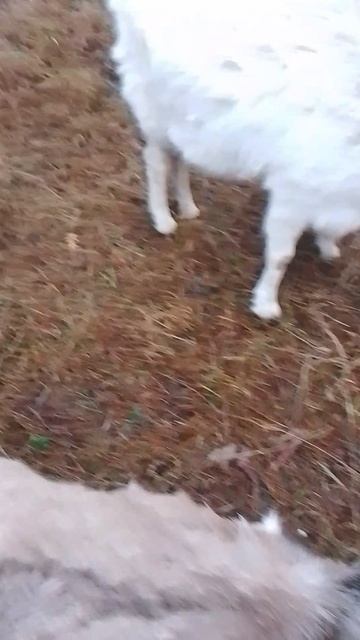 Всем привет ! это обзор коз соседа! ребята пожалуйста подпишитесь и поставте лайк на мой канал🙏☺❤ смотреть онлайн