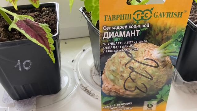Сельдерей корневой Диамант. Подготовка к новому дачному сезону смотреть онлайн