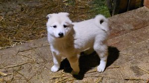 Перед поисками Златы