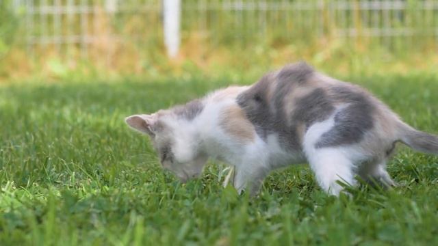 милый? смотреть онлайн