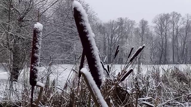 Санкт-Петербург. Парк Александрия. Лебяжий пруд. Декабрь