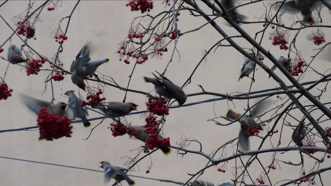 Свиристели прилетели! смотреть онлайн