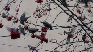 Свиристели прилетели!