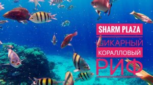 SHARM PLAZA ШИКАРНЫЙ КОРАЛЛОВЫЙ РИФ