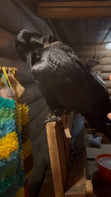 Согрел птичку смотреть онлайн