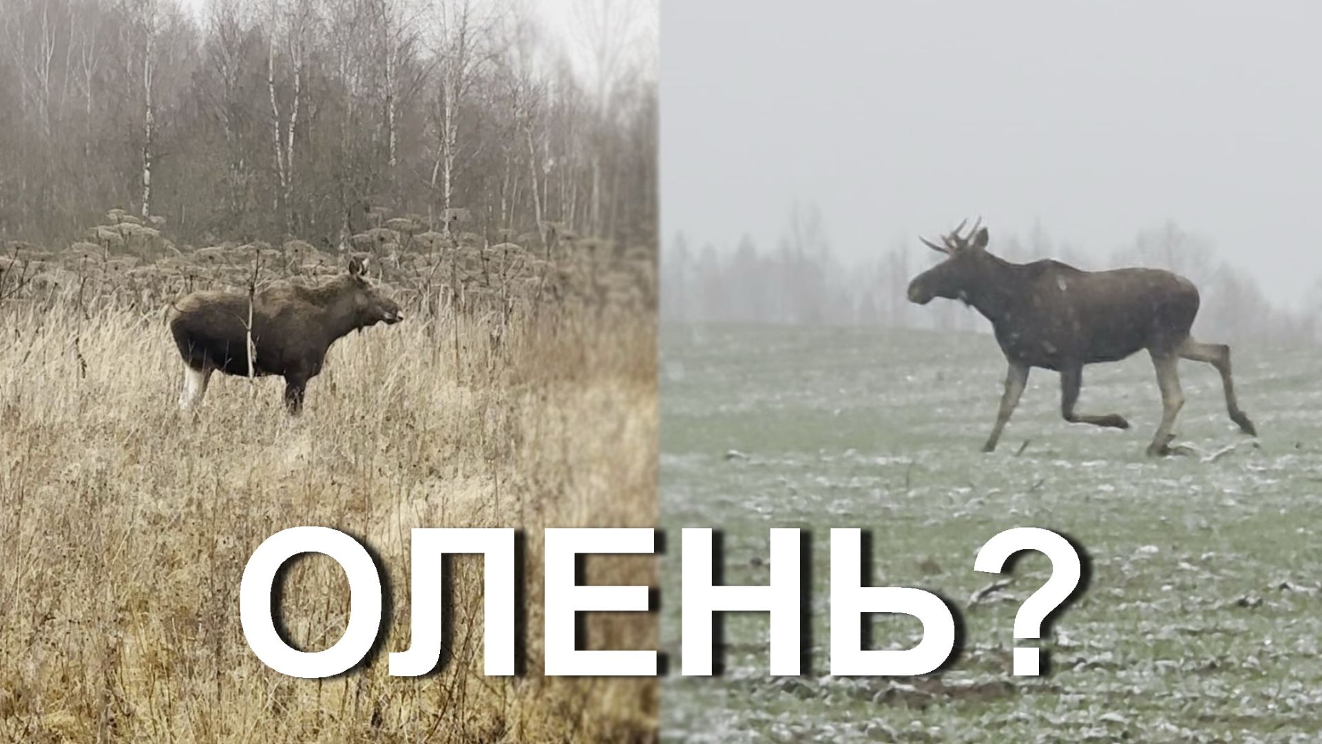 Охота НА ОЛЕНЯ 💥 Поиск и обнаружение... смотреть онлайн