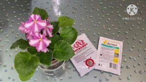 Мучнистый червец на фиалке и других растениях