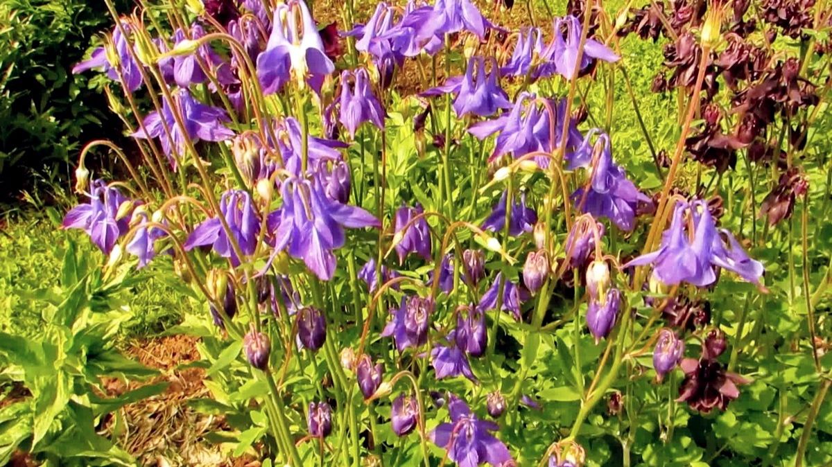 Аквилегия (Водосбор) смотреть онлайн