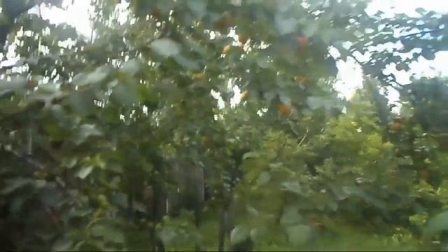 4. В.Железов. Урожай 2016. Абрикосы.mp4 смотреть онлайн