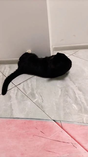 котик пушистый животик #пушистыедрузья #кот #котики #catvideo.mp4