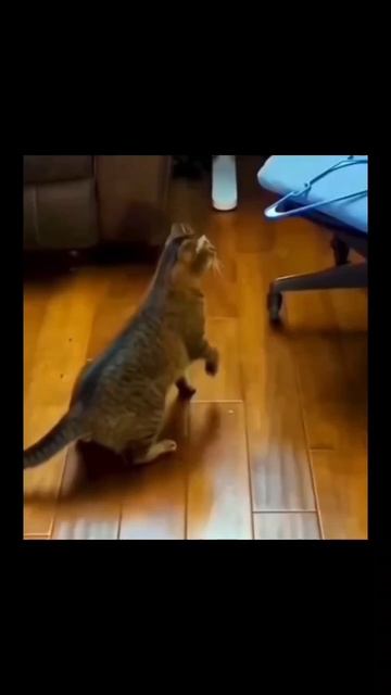 #кот #смех #юмор #прикол #смешнойшортс #животные смотреть онлайн