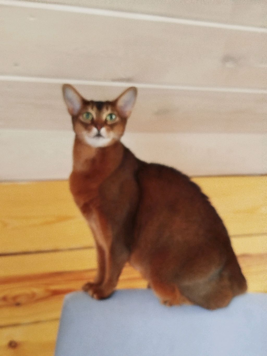 Oi стрим с подругой