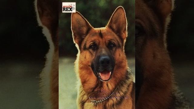 SMOKIE WHO THE FACK IS ALICE