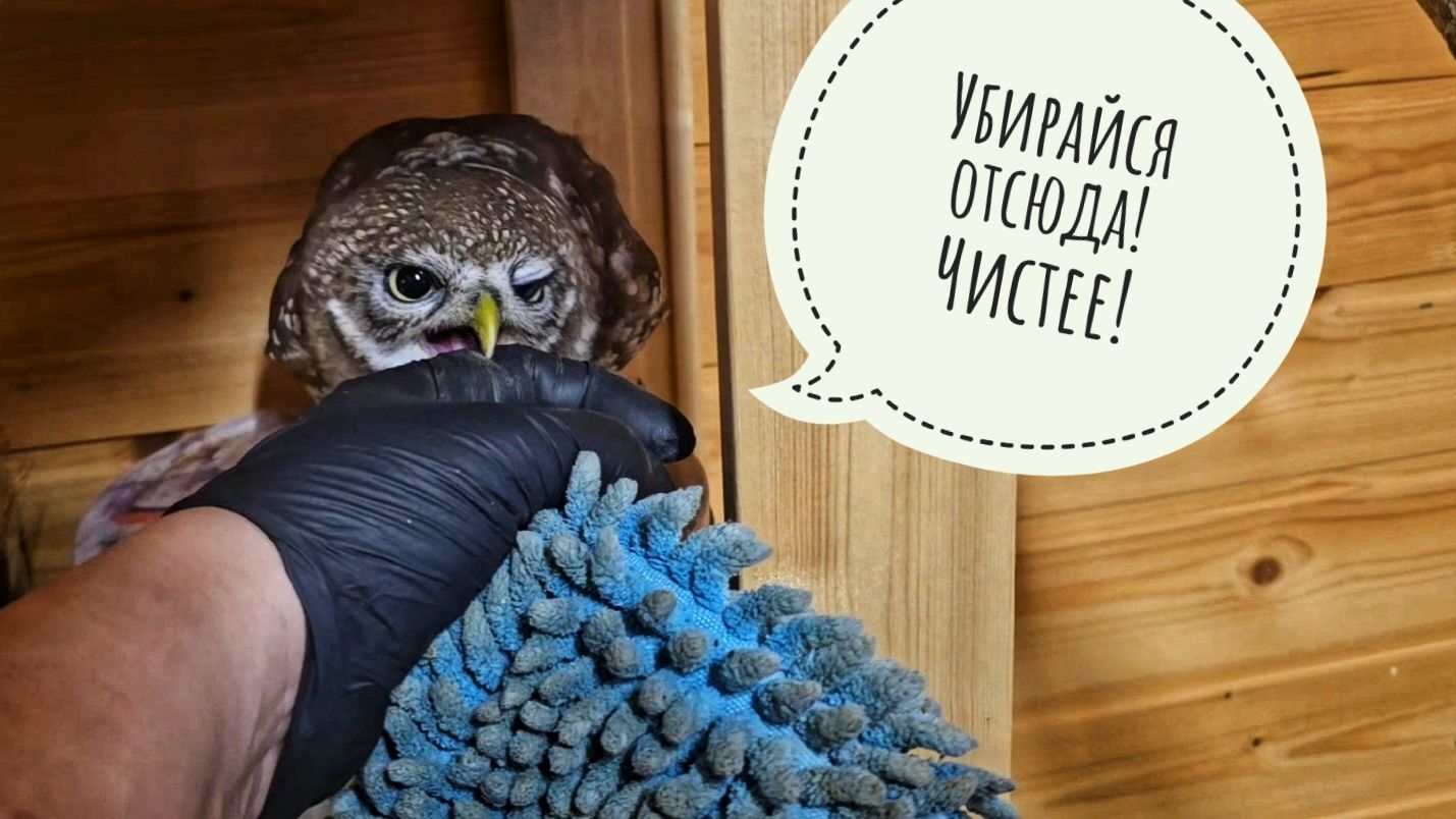 Жаба Брунгильда ворвалась ночью к сычу Лучику и оставила послание. Борюсь с плесенью в вольере сыча смотреть онлайн