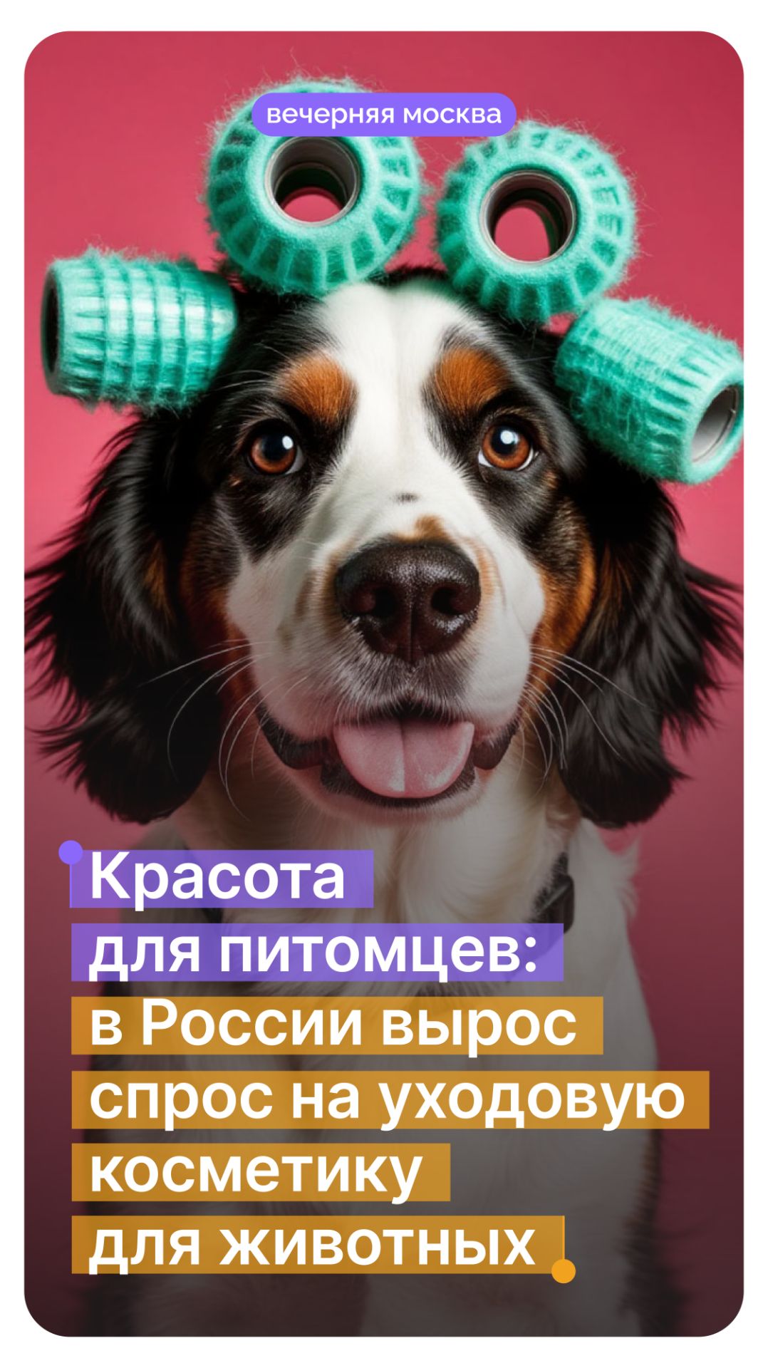Красота для питомцев: в России вырос спрос на уходовую косметику для животных // Вечерняя Москва смотреть онлайн