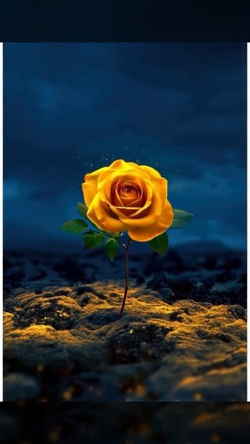 Футаж. Жёлтая роза. смотреть онлайн