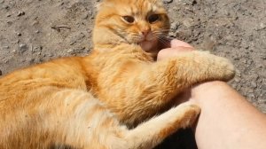 Кот забияка