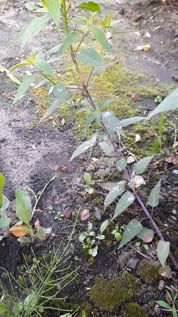 Монарда. Обработка монарды Фундазолом от мучнистой росы. смотреть онлайн